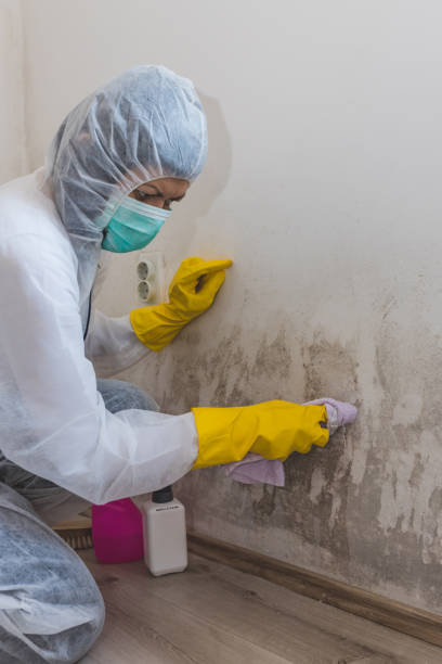 Biohazard Mold Removal in Meadow Oaks, FL